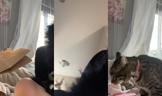 addisonarcand TikTok Live — Sep 1, 2026, 1:17 AM
