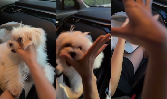 aikiiiiiii0 TikTok Live — Sep 9, 2026, 11:24 AM