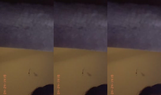 aroura3699 TikTok Live — Sep 1, 2026, 1:21 AM
