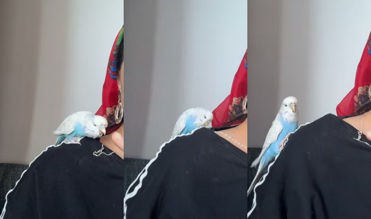 bayanhoke TikTok Live — Sep 18, 2026, 2:30 PM