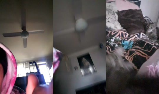 bossgurl202 TikTok Live — Aug 26, 2026, 12:15 AM