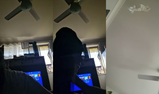 bossgurl202 TikTok Live — Sep 3, 2026, 4:08 AM