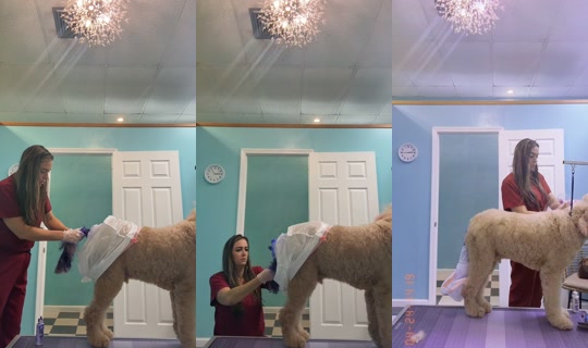 ceeceebloom2.0 TikTok Live — Aug 21, 2026, 12:55 PM