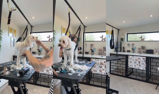 chelseanoblex TikTok Live — Sep 30, 2026, 10:56 AM