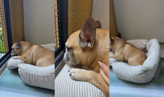deannamarchese TikTok Live — Aug 23, 2026, 5:32 PM