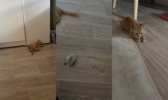 emmagclvs TikTok Live — Aug 26, 2026, 1:13 PM