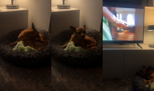 fantasticmrforest TikTok Live — Sep 27, 2026, 1:36 AM