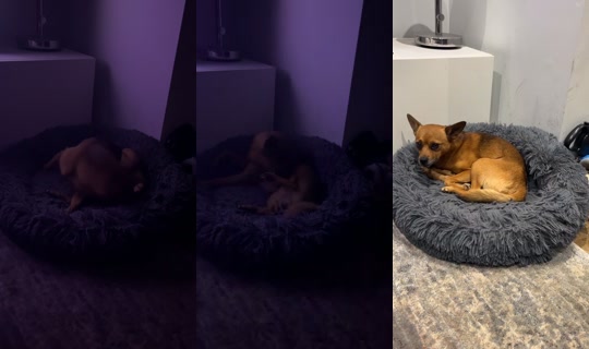 fantasticmrforest TikTok Live — Oct 4, 2026, 3:29 AM