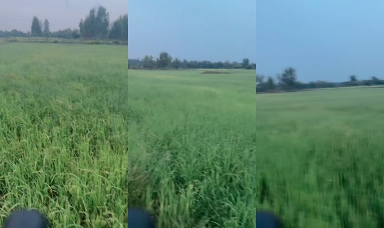 feyiop TikTok Live — Aug 31, 2026, 11:21 AM