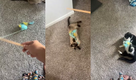 gracemarie3657 TikTok Live — Aug 26, 2026, 6:40 PM