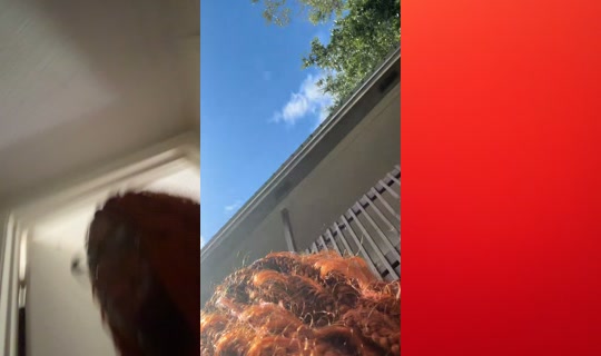ijswannstuff TikTok Live — Oct 2, 2026, 3:53 PM