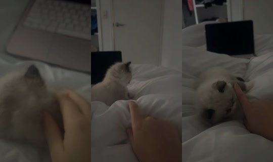iloveereid TikTok Live — Sep 8, 2026, 7:11 AM