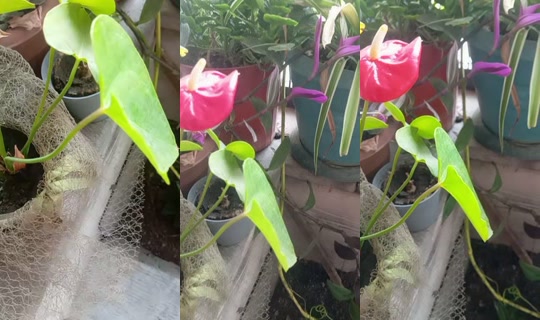 imamekurttttttt TikTok Live — Sep 28, 2026, 1:52 PM