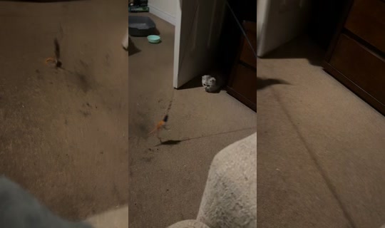 kia.lily26 TikTok Live — Sep 26, 2026, 4:24 AM