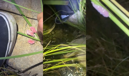 littlelexxi TikTok Live — Aug 31, 2026, 4:37 AM