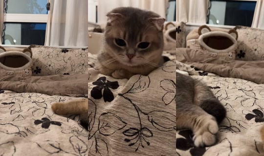 m0bhma TikTok Live — Aug 20, 2026, 3:11 PM