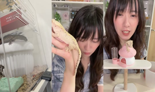 miandgeckoss TikTok Live — Sep 3, 2026, 2:02 PM
