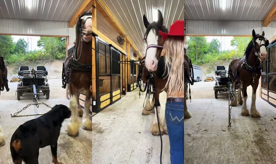 missstallgirl TikTok Live — Sep 16, 2026, 11:25 AM