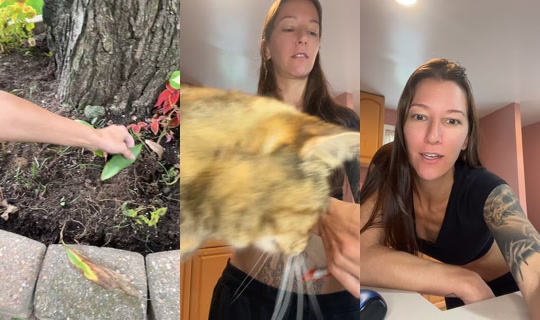 morganblinkie TikTok Live — Sep 17, 2026, 5:52 PM