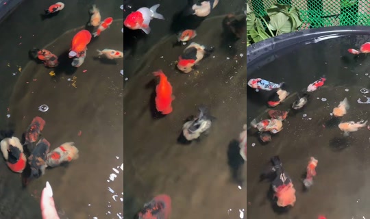 nampanida25 TikTok Live — Oct 4, 2026, 1:09 PM