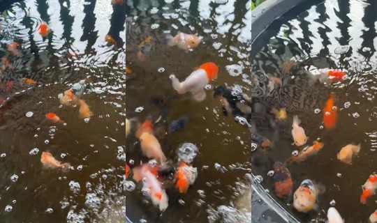 nampanida25 TikTok Live — Oct 5, 2026, 9:40 AM