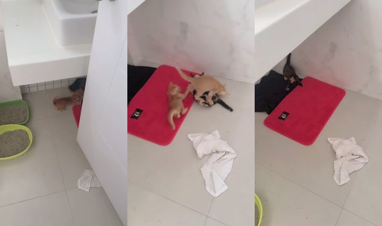 petcharatnaksisuk TikTok Live — Oct 4, 2026, 1:52 AM