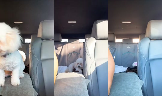 phoenixpea TikTok Live — Aug 24, 2026, 11:35 PM