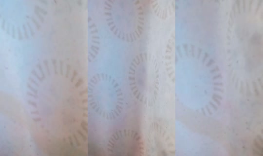 reonoficial TikTok Live — Sep 10, 2026, 4:01 PM