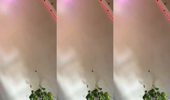 samoas52 TikTok Live — Aug 29, 2026, 4:41 PM