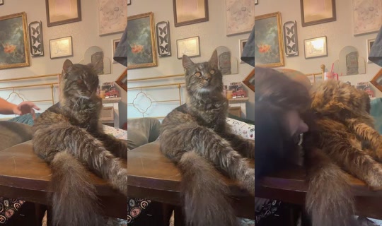 scarletroselover TikTok Live — Aug 30, 2026, 12:12 AM