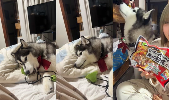 shoomatu0610 TikTok Live — Sep 21, 2026, 12:22 PM