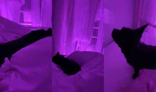 star_love_angel TikTok Live — Oct 2, 2026, 2:19 AM