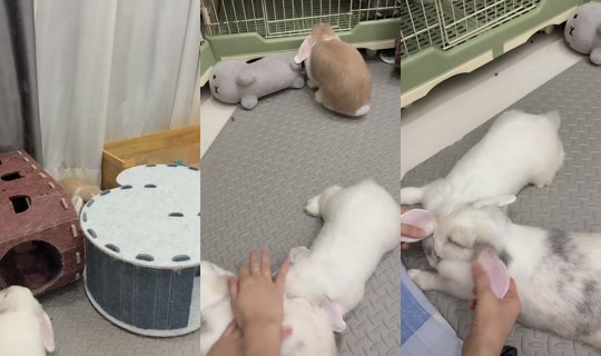 sugarrbunny_family TikTok Live — Aug 30, 2026, 11:56 AM