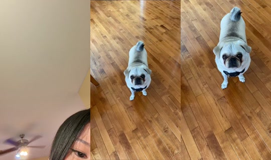 sunflowersareprettycool TikTok Live — Oct 3, 2026, 4:19 AM
