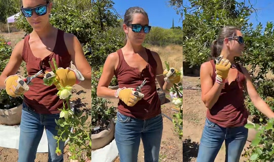 thatfarmgirllaura TikTok Live — Aug 30, 2026, 7:16 PM