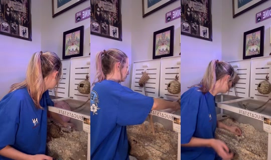 thatweirdanimalgirl TikTok Live — Sep 30, 2026, 11:14 PM