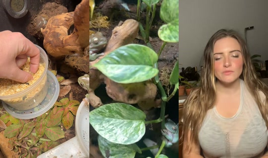 thefrogtoadsupreme TikTok Live — Oct 2, 2026, 2:45 AM
