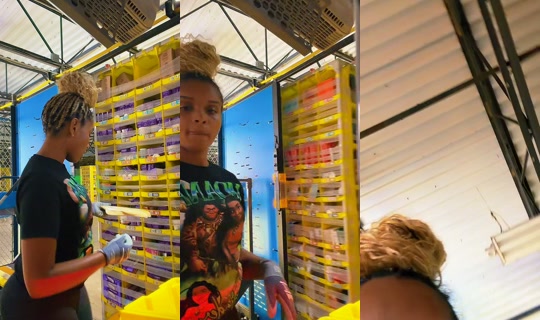theonlyji__ TikTok Live — Aug 29, 2026, 2:17 AM