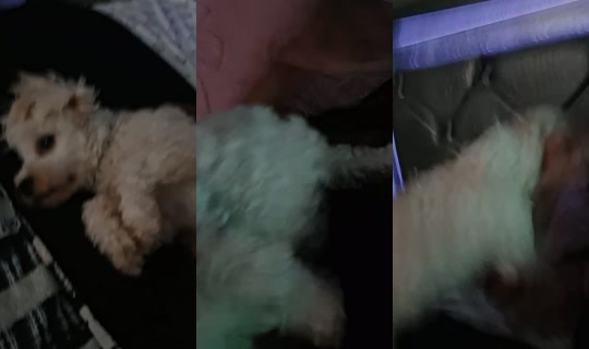 tokyotoniunlocked TikTok Live — Sep 19, 2026, 5:30 AM