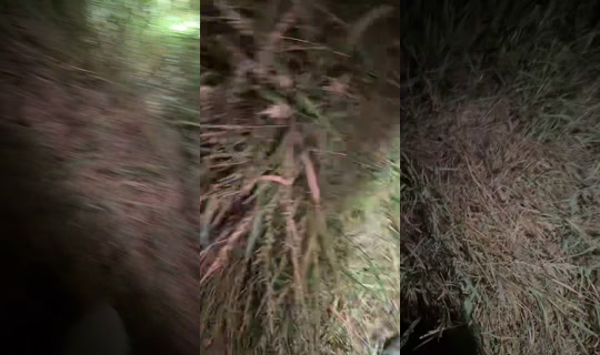 triceratopicana TikTok Live — Sep 5, 2026, 5:40 AM