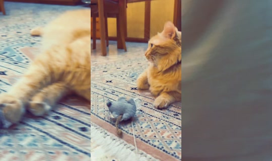 virginiadimaggio3 TikTok Live — Sep 17, 2026, 4:55 PM