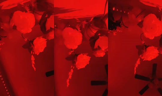 xoxo_diorrr TikTok Live — Aug 30, 2026, 3:15 AM